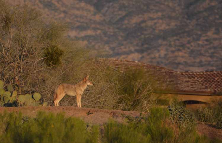 coyote